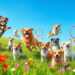 Doggyland Affirmations: Boost Your Dog's Confidence